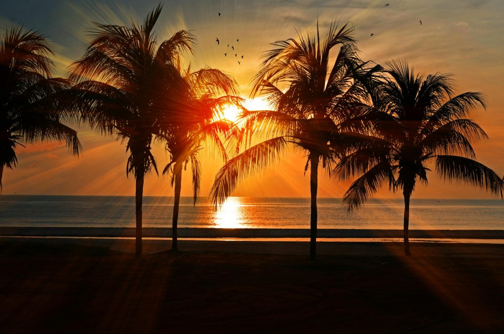 Silhouetted palm trees against a stunning tropical beach sunset, creating a serene and idyllic ambiance.